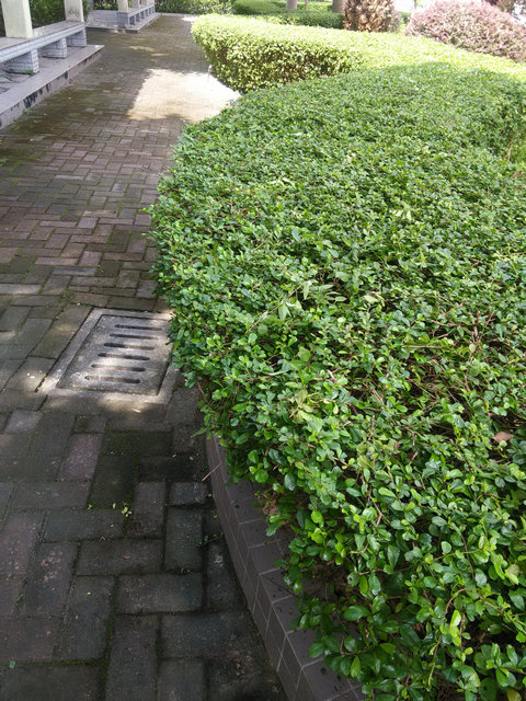 绿化2