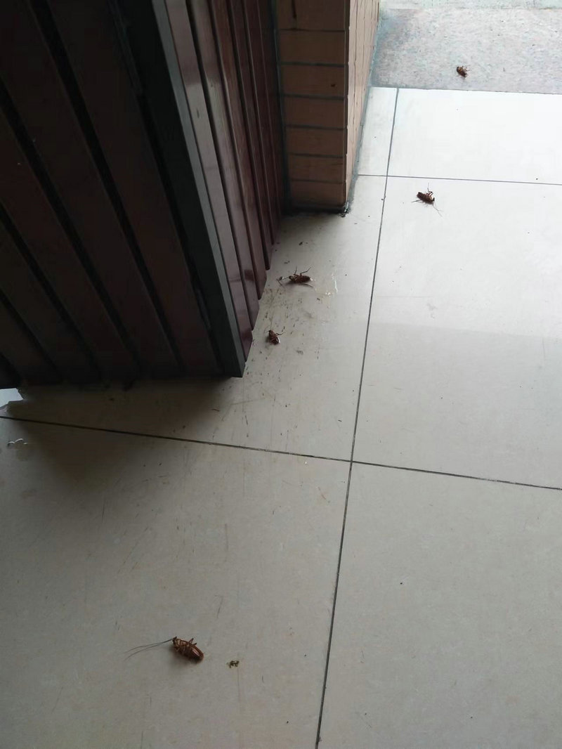 四害消杀